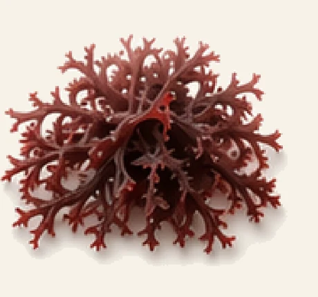 Irish Moss Algae