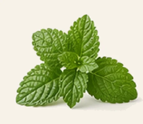 Lemon Balm